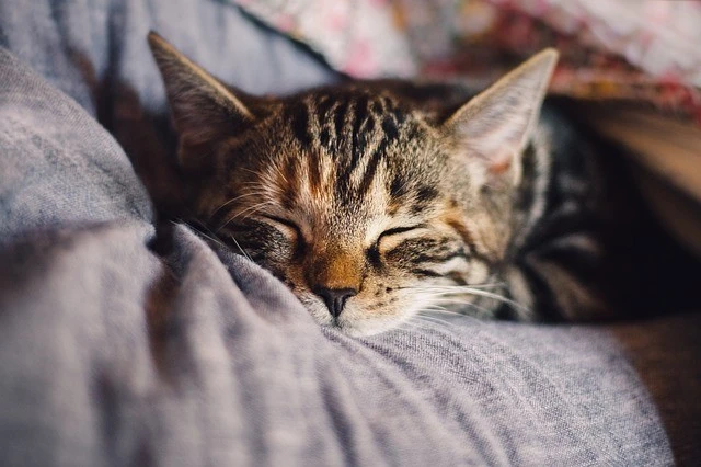 cat-4189697_640.webp