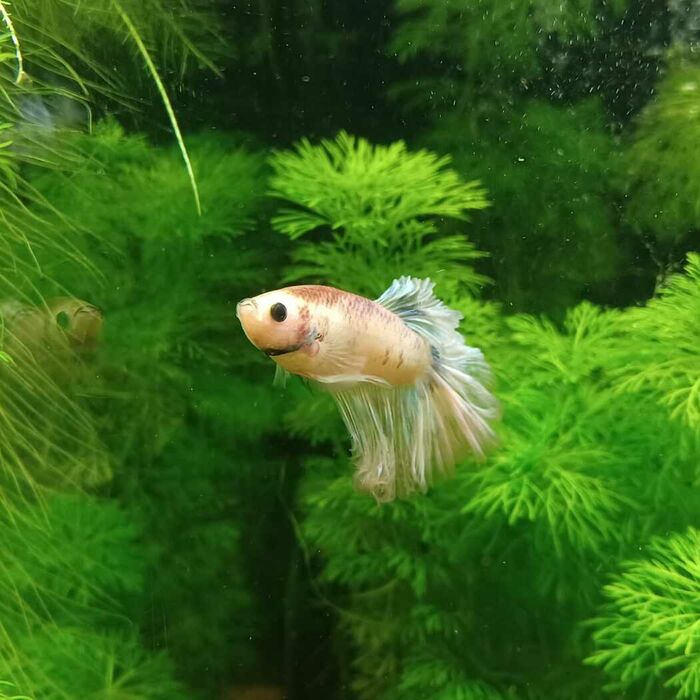 csm_2021-10-05_betta_im_nova_1_fdf105a517.jpg