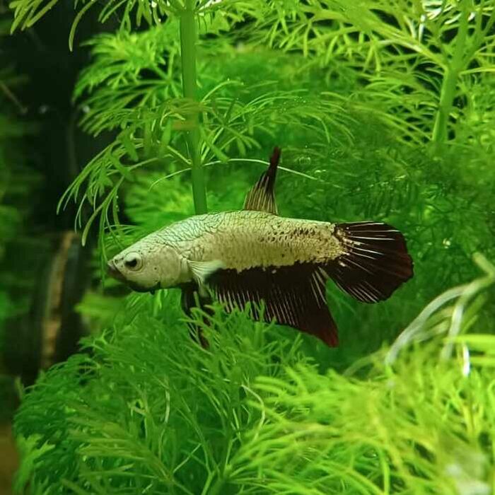 csm_2021-10-05_betta_im_nova_3_0e5d34af45.jpg