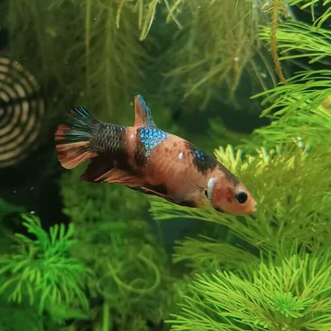 csm_2021-10-05_betta_im_nova_5_c9b392e0e9.jpg