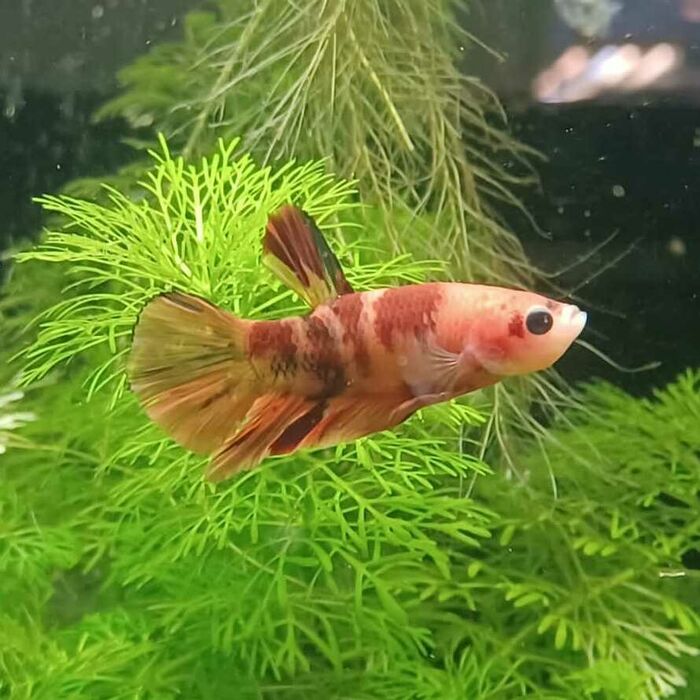 csm_2021-10-05_betta_im_nova_6_84de38cf65.jpg