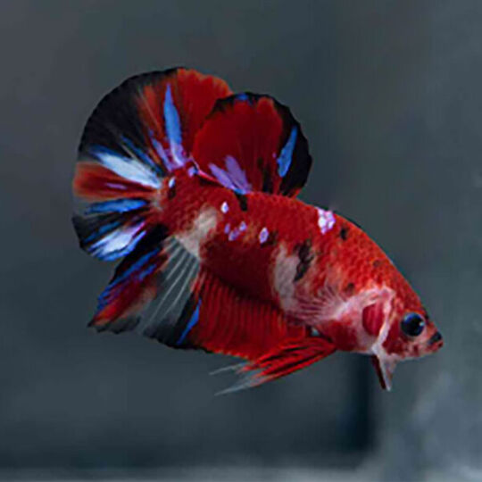 csm_betta-hellboy-aqua-global_265b680bae.jpg