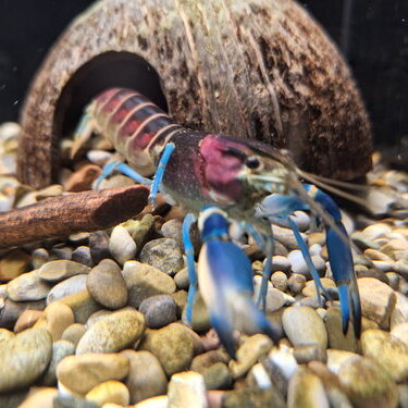 csm_super_cherax__cherax_pulcher___1__de31e3f41b.jpg