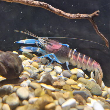 csm_super_cherax__cherax_pulcher___2__f15e66a2ab.jpg