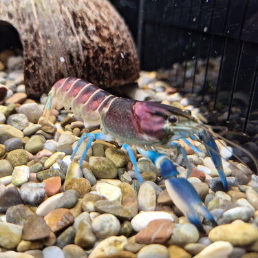 csm_super_cherax__cherax_pulcher___3__43af66f10d.jpg
