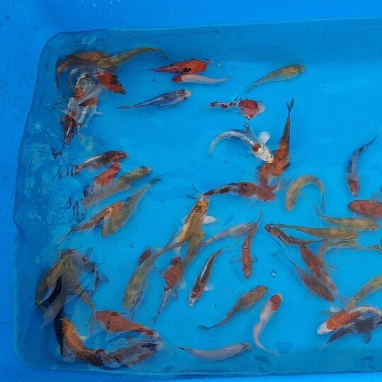csm_2023-04-05_koi_6088___4__ecef236fdb.jpg