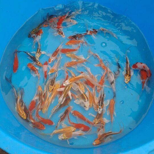 csm_2023-04-05_koi_6088___5__0acf66f862.jpg