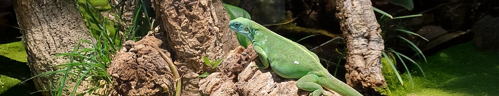 2025-August_Fidschi-Leguan-Dame2.webp
