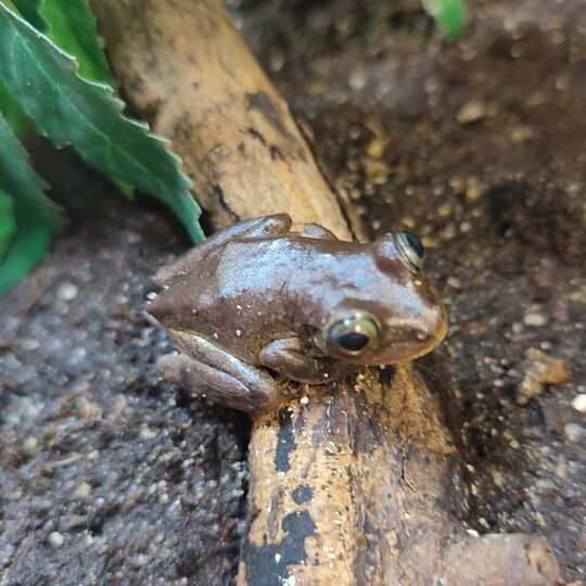 csm_2022-07-04_schatzinsel_laubfrosch_-_litoria_thesaurensis_nova_1c64f7f66a.jpg