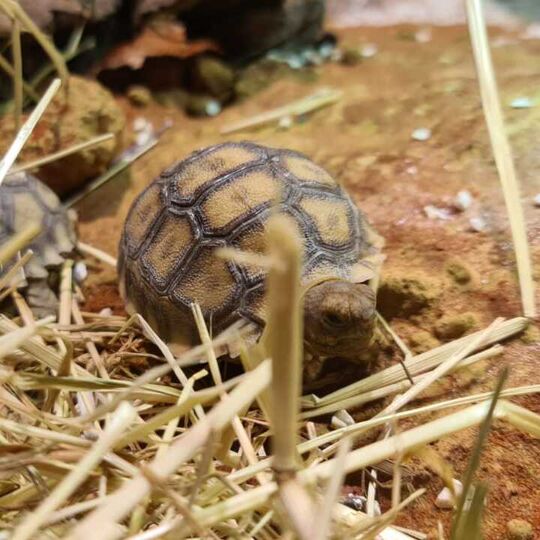 csm_2022-07-06_spornschildkroeten_ro_hu_hh_1_034db5941e.jpg
