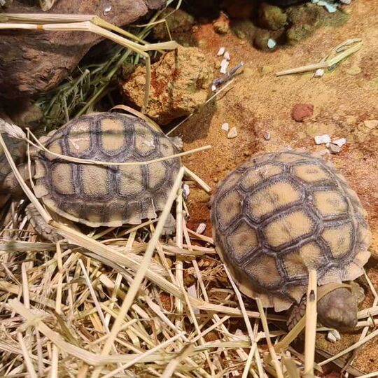csm_2022-07-06_spornschildkroeten_ro_hu_hh_2_9b73e5e2ac.jpg