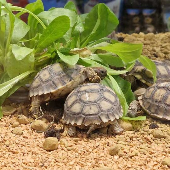 csm_2022-07-06_spornschildkroeten_ro_hu_hh_4_bf0481c1bf.jpg