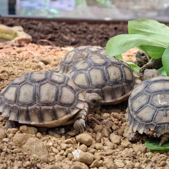 csm_2022-07-06_spornschildkroeten_ro_hu_hh_8_95a75bbce1.jpg