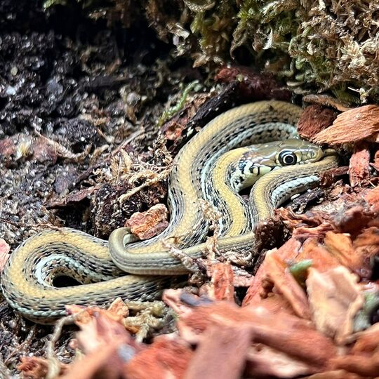 csm_2022-07-08_thamnophis_e._scotti_in_ro_1_1f4156def2.jpg
