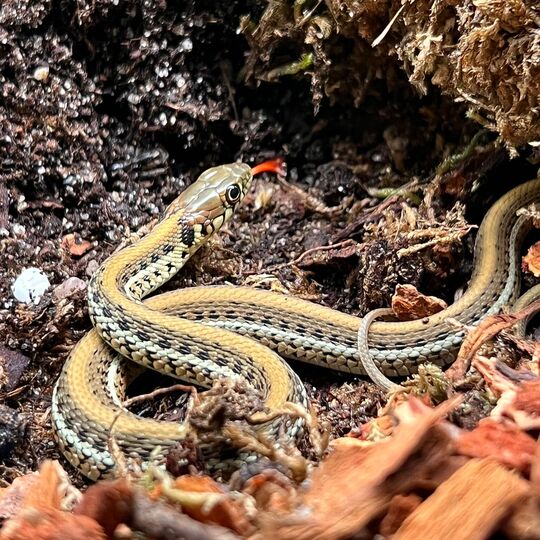 csm_2022-07-08_thamnophis_e._scotti_in_ro_2_867e159e3e.jpg