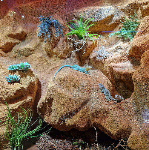 csm_goldkopf-halsbandleguan__1__e9593c53f6.jpg