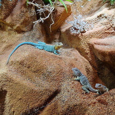 csm_goldkopf-halsbandleguan__2__5ebe4c60f1.jpg