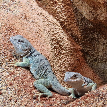 csm_goldkopf-halsbandleguan__3__a2b28c9a40.jpg