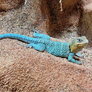 csm_goldkopf-halsbandleguan__4__d8e2931eed.jpg