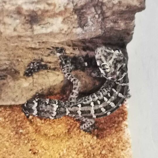 csm_ruebenschwanz-viperngecko-2021-10-29-hh_2_c790156184.jpg