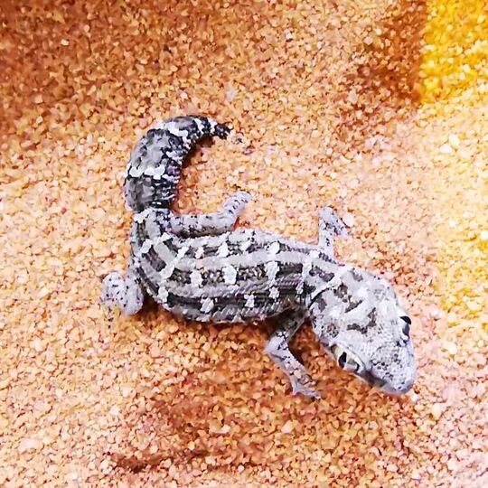 csm_ruebenschwanz-viperngecko-2021-10-29-hh_8786a376f1.jpg