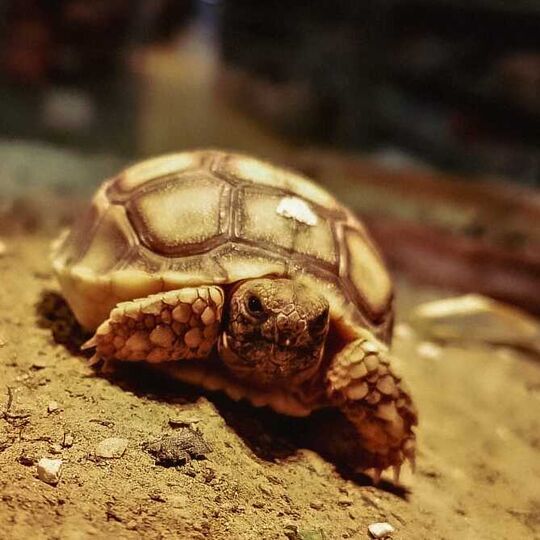 csm_spornschildkroeten_1_f43cc3bdcd.jpg