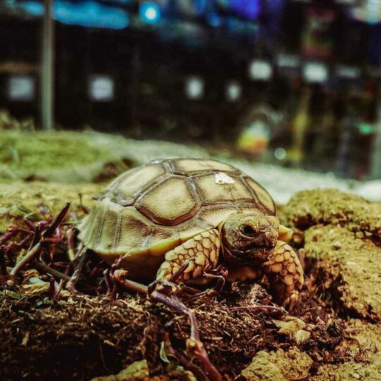 csm_spornschildkroeten_2_b5747d0dd4.jpg