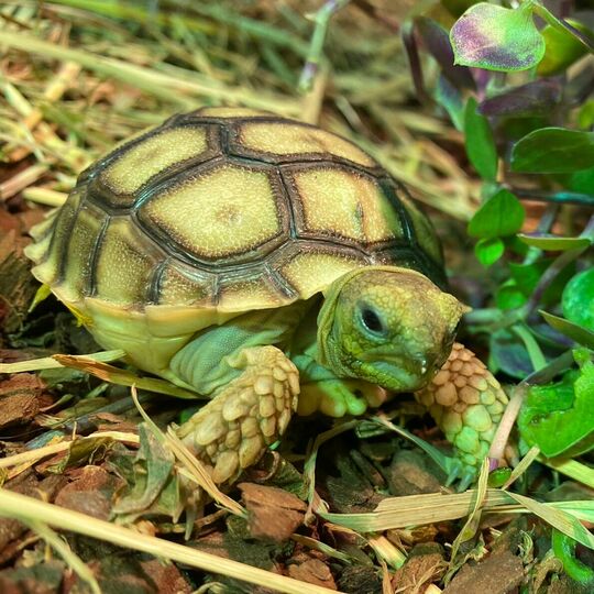 csm_spornschildkroeten_4_688d186bc7.jpg