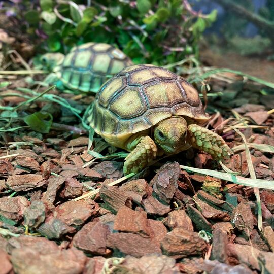 csm_spornschildkroeten_5_6ca300fed0.jpg
