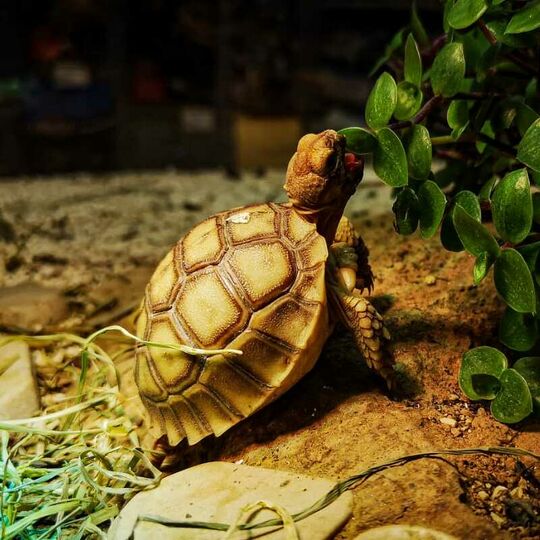 csm_spornschildkroeten_6_572666b400.jpg