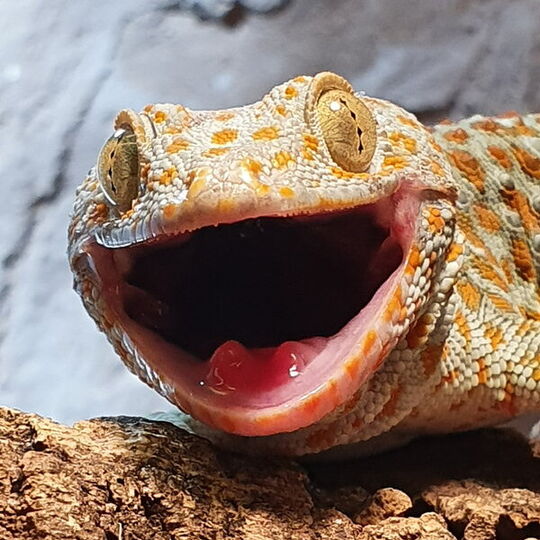 csm_tokeh_gecko_gecko___1__055d80bba4.jpg