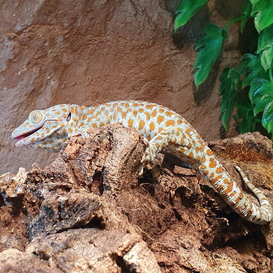 csm_tokeh_gecko_gecko___2__240fa8579a.jpg