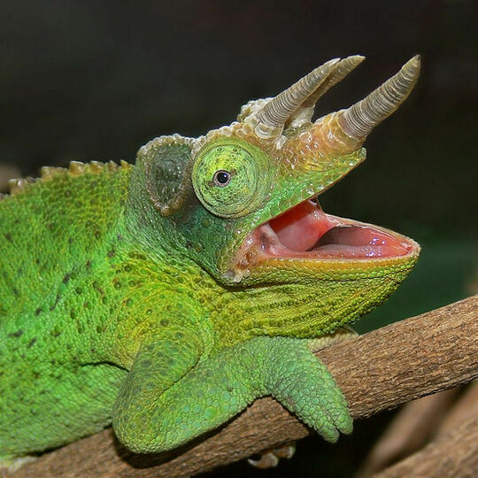 csm_trioceros_jacksonii_dreihornchamaeleon_maennchen_9defef8973.jpg