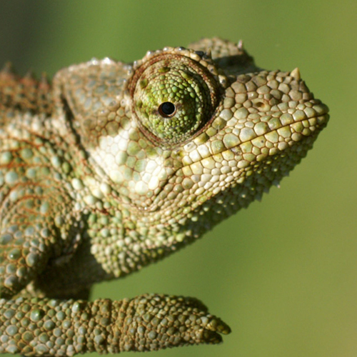 csm_trioceros_jacksonii_dreihornchamaeleon_weibchen_666c5a94e5.jpg