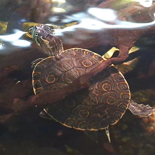 Schmuckschildkrte.webp