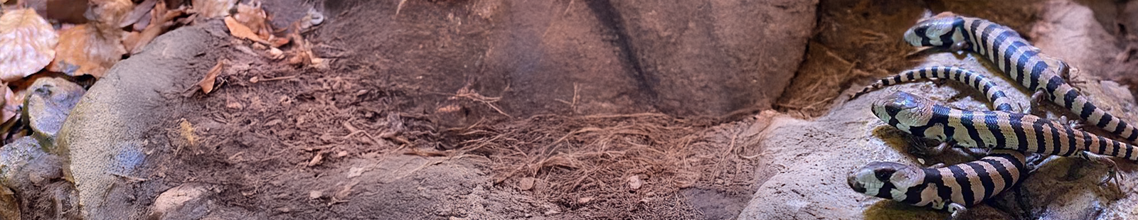 Schneckenskinke-DNZ_Banner.png