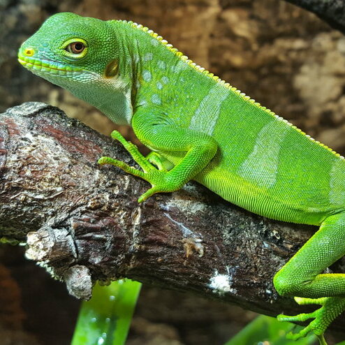 csm_fidschileguan__brachylophus_fasciatus__87133f19fe.jpg