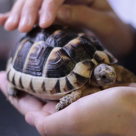 csm_landschildkroetenklein_66e4b4bc04.jpg