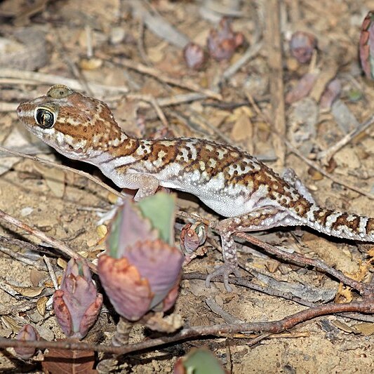 Erfahre Mehr ber Geckos MEGAZOO Erfahre Mehr ber Geckos MEGAZOO