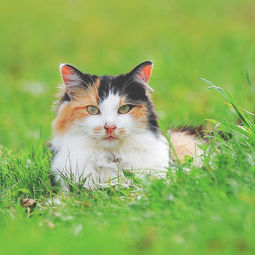 csm_cat-header-gruen_3ad8f1181f.jpg